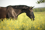 Austrian warmblood portrait