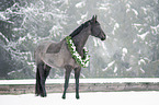 Austrian warmblood