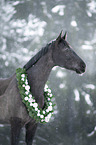 Austrian warmblood portrait