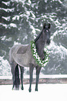 Austrian warmblood