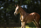 Austrian warmblood foal