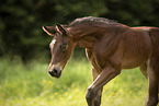 Austrian warmblood foal