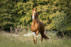 trotting Austrian warmblood