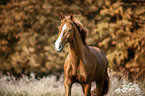 trotting Austrian warmblood