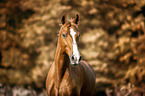 Austrian warmblood portrait