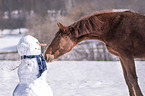 Austrian warmblood portrait