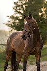 Austrian warmblood