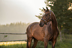 Austrian warmblood portrait