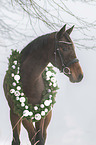 Austrian warmblood portrait