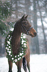 Austrian warmblood