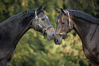 2 Austrian warmbloods