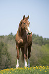 Austrian Warmblood