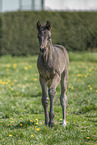 Austrian warmblood foal