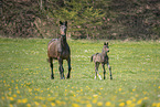 mare and foal