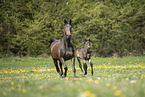 mare and foal