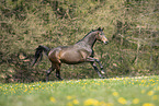 galloping Austrian warmblood