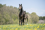 mare and foal