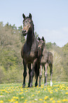 mare and foal