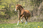 galloping Austrian Warmblood