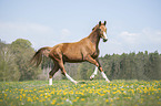 galloping Austrian Warmblood