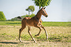 Austrian warmblood foal