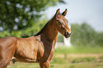 Austrian warmblood foal