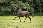 trotting Austrian warmblood