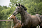 2 Austrian Warmbloods