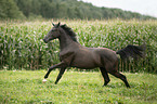 galloping Austrian warmblood