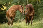 2 Austrian Warmbloods