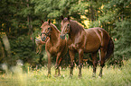 2 Austrian Warmbloods