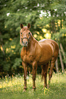 Austrian warmblood