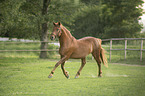 trotting Austrian warmblood