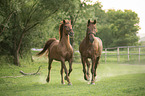 2 Austrian Warmbloods