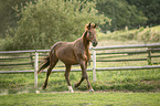 trotting Austrian warmblood