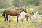 Austrian warmbloods