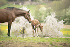 Austrian warmbloods