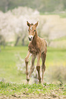 Austrian warmblood foal