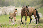 Austrian warmbloods