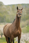 Austrian warmblood portrait