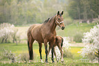 Austrian warmbloods