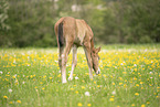 Austrian warmblood foal