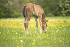 Austrian warmblood foal