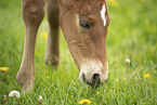 Austrian warmblood foal