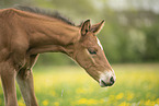 Austrian warmblood foal