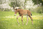 Austrian warmblood foal