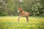 Austrian warmblood foal