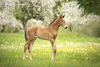 Austrian warmblood foal