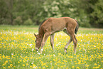 Austrian warmblood foal