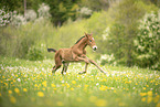 Austrian warmblood foal